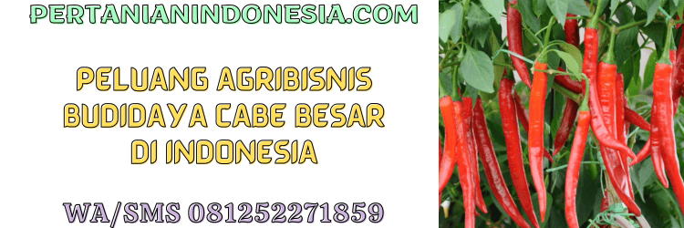 peluang,agribisnis,agrobisnis,budidaya,budidaya cabe besar,pertanian indonesia
